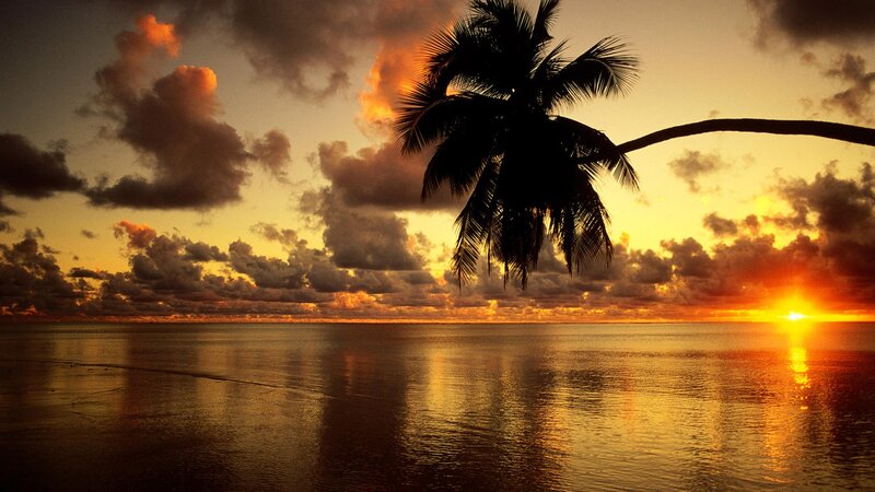 Silhouette of Palm Tree — Orange, Dramatic, Sunset, Photograph, Palm Tree, Ocean, Sky