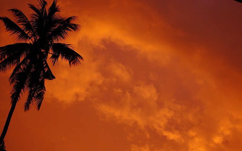 Silhouette of Palm Tree — Orange, Dramatic, Sunset, Photograph, Palm Tree, Sky