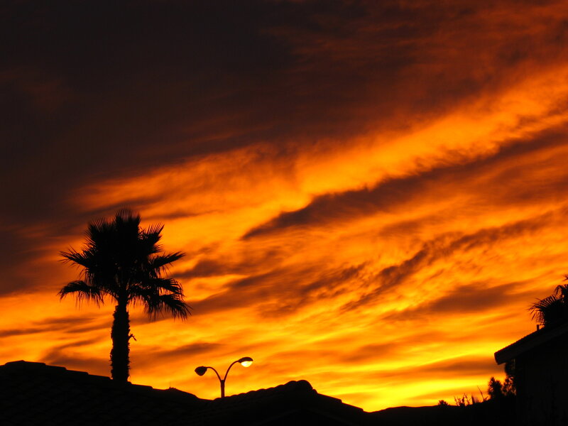 Silhouette of Palm Tree — Orange, Dramatic, Sunset, Photograph, Palm Tree, Street Light