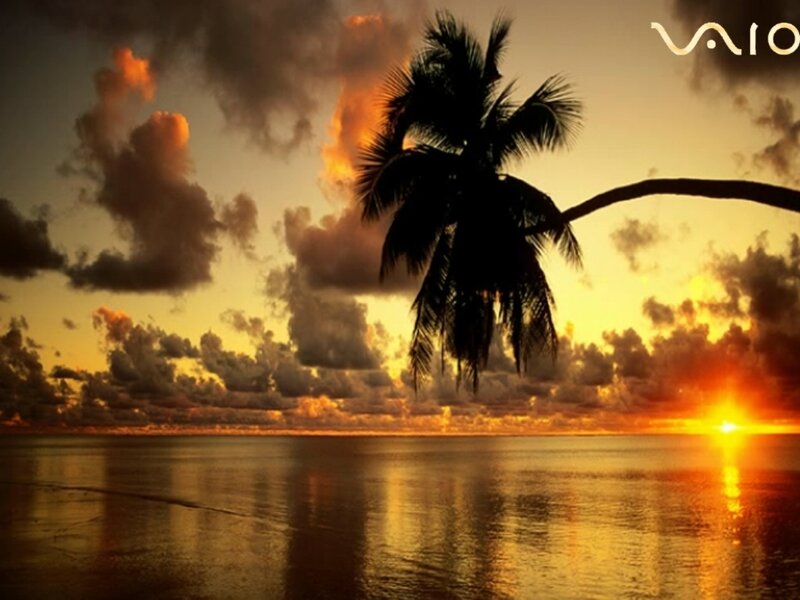 Silhouette of Palm Tree — Orange, Dramatic, Sunset, Photograph, Palm Tree, Sun