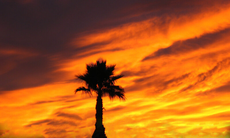 Silhouette of Palm Tree — Orange, Dramatic, Sunset, Photograph, Sky