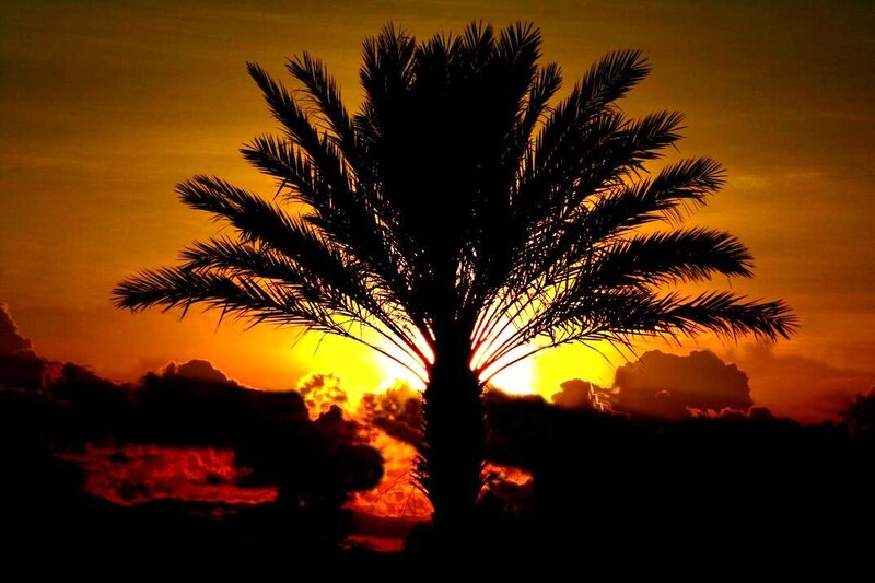 Silhouette of Palm Tree — Orange, Dramatic, Sunset, Photograph, Sun, Clouds