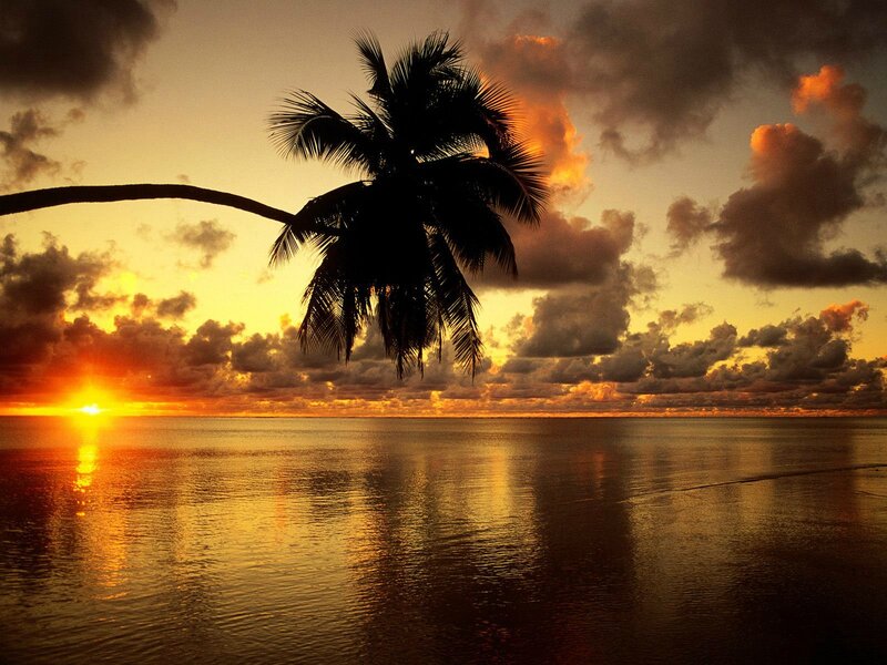 Silhouette of Palm Tree — Orange, Dramatic, Sunset, Photograph, Sun