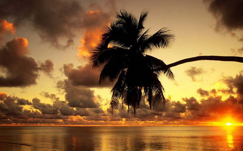 Silhouette of Palm Tree — Orange, Dramatic, Sunset, Photograph