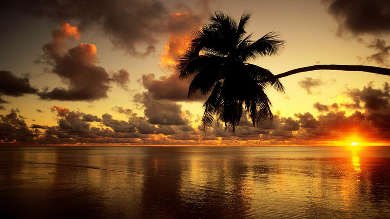 Silhouette of Palm Tree — Orange, Dramatic, Sunset