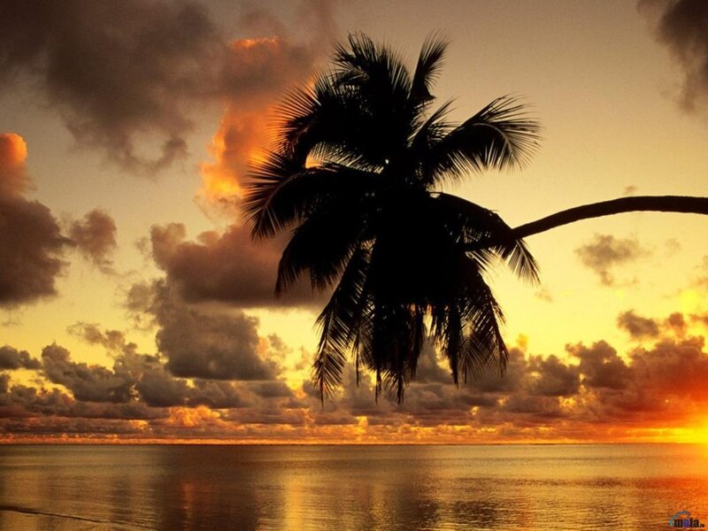 Silhouette of Palm Tree — Orange, Dramatic