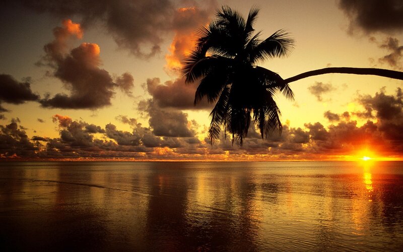 Silhouette of Palm Tree — Orange, Serene, Sunset, Photograph, Ocean, Clouds