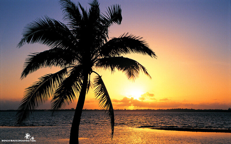 Silhouette of Palm Tree — Orange, Serene, Sunset, Photograph, Ocean, Sky, Sun