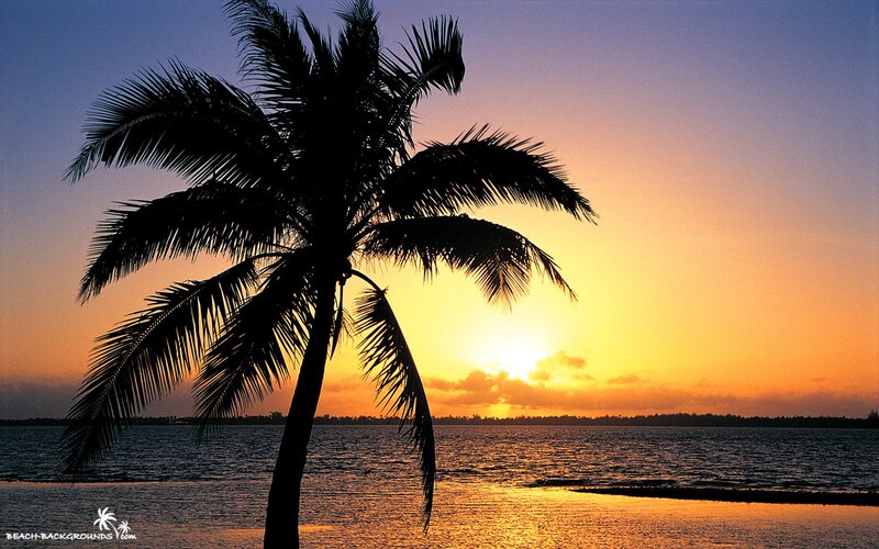 Silhouette of Palm Tree — Orange, Serene, Sunset, Photograph, Ocean, Sky