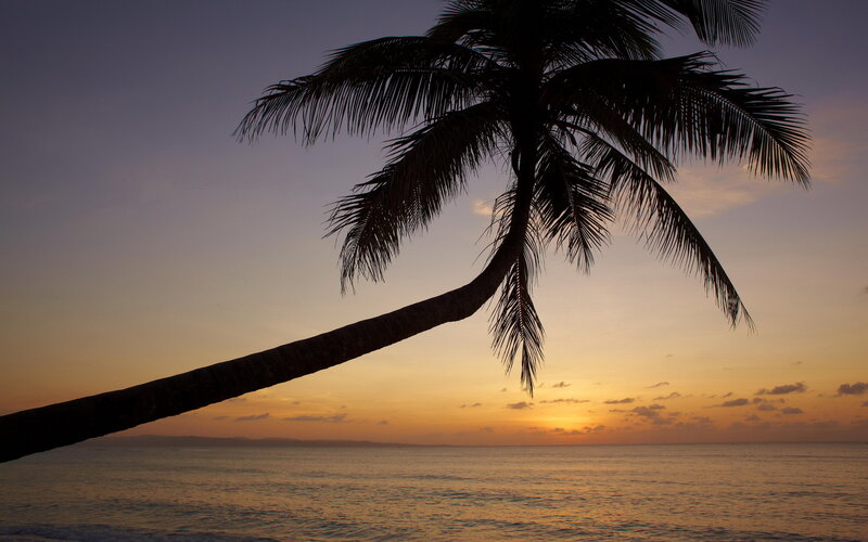 Silhouette of Palm Tree — Orange, Serene, Sunset, Photograph, Ocean