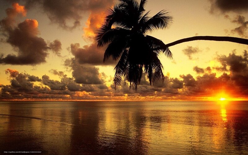 Silhouette of Palm Tree — Orange, Serene, Sunset, Photograph, Sun