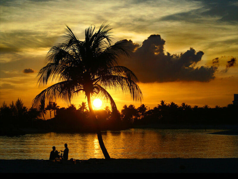 Silhouette of Palm Tree — Orange, Serene, Sunset, Photograph, Sun, Water