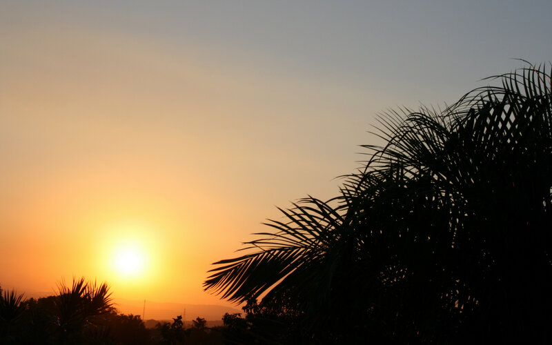 Silhouette of Palm Tree — Orange, Serene, Sunset, Photograph