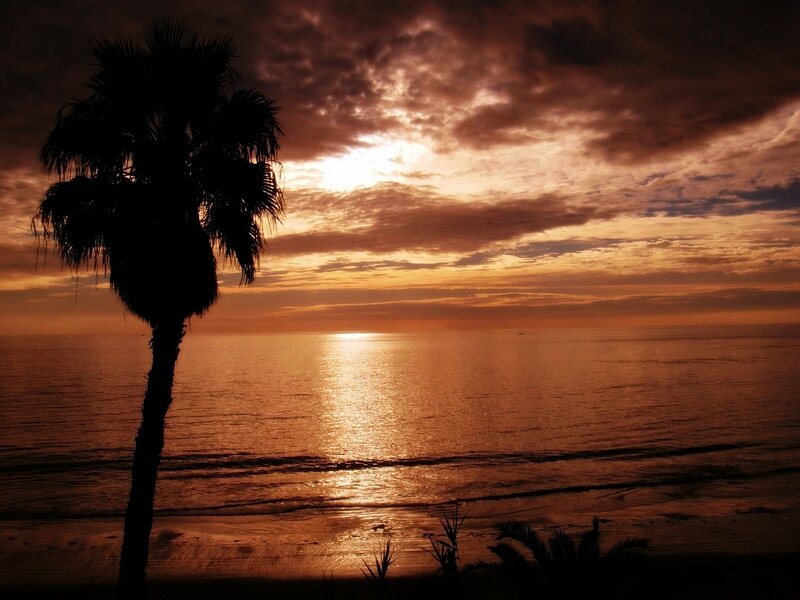 Silhouette of Palm Tree — Orange