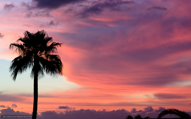 Silhouette of Palm Tree — Pink