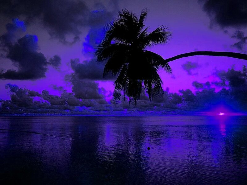 Silhouette of Palm Tree — Purple, Dramatic, Night