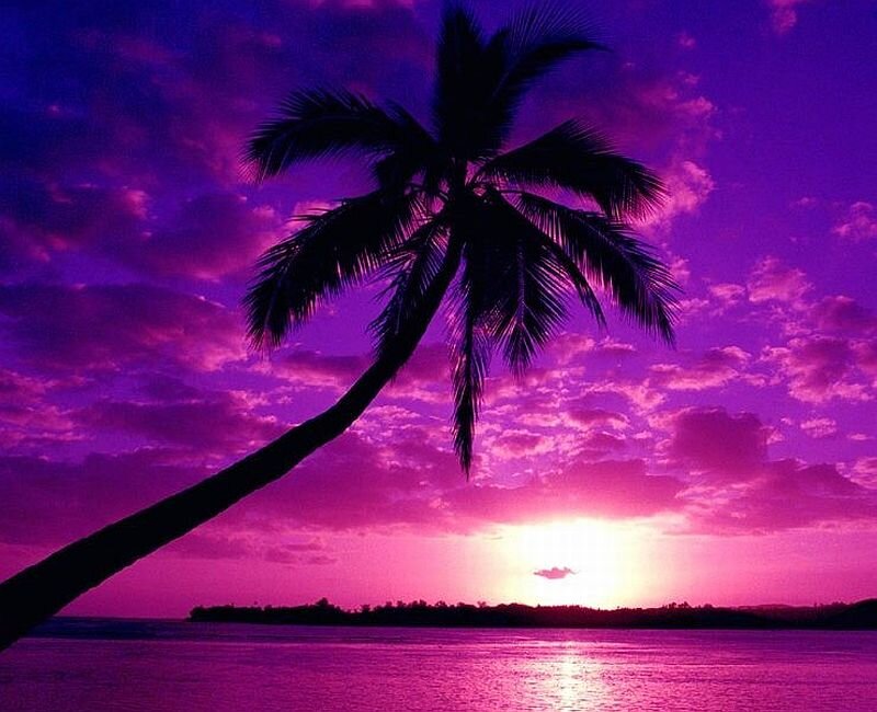Silhouette of Palm Tree — Purple, Dramatic, Sunset