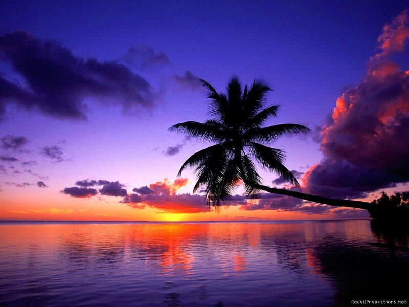 Silhouette of Palm Tree — Purple, Serene, Sunset, Photograph, Ocean