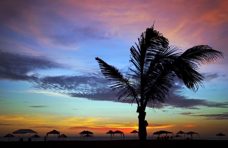 Silhouette of Palm Tree — Purple, Serene, Sunset, Photograph, Palm Tree