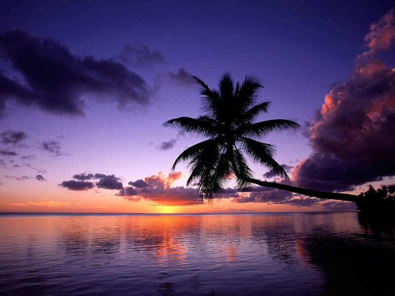 Silhouette of Palm Tree — Purple, Serene