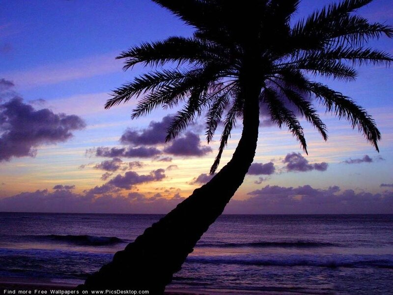 Silhouette of Palm Tree — Purple