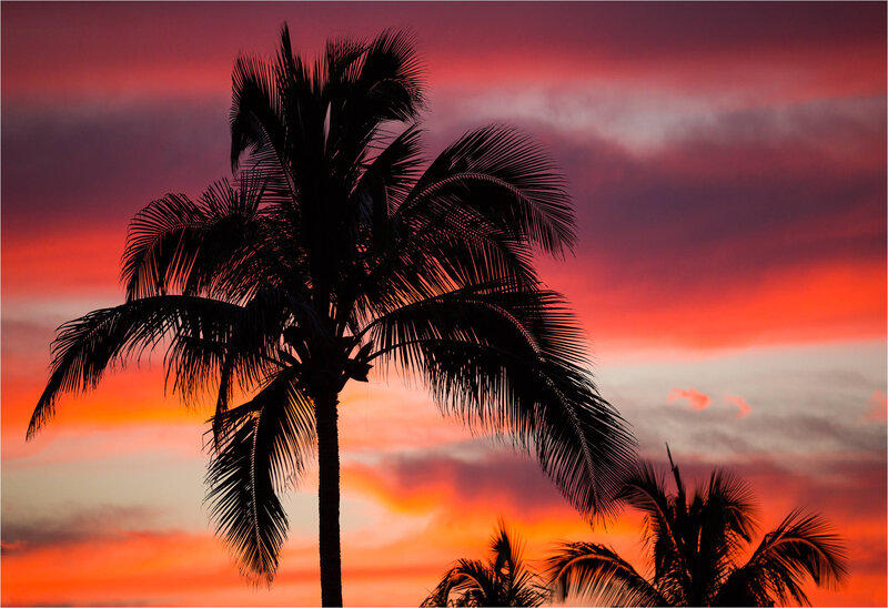 Silhouette of Palm Tree — Red, Dramatic, Sunset, Photograph