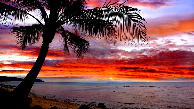Silhouette of Palm Tree — Red, Dramatic, Sunset
