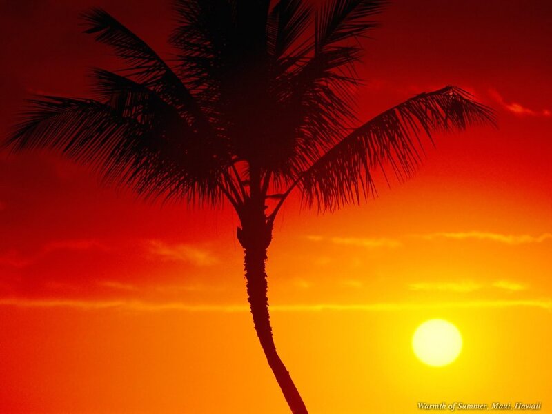 Silhouette of Palm Tree — Red