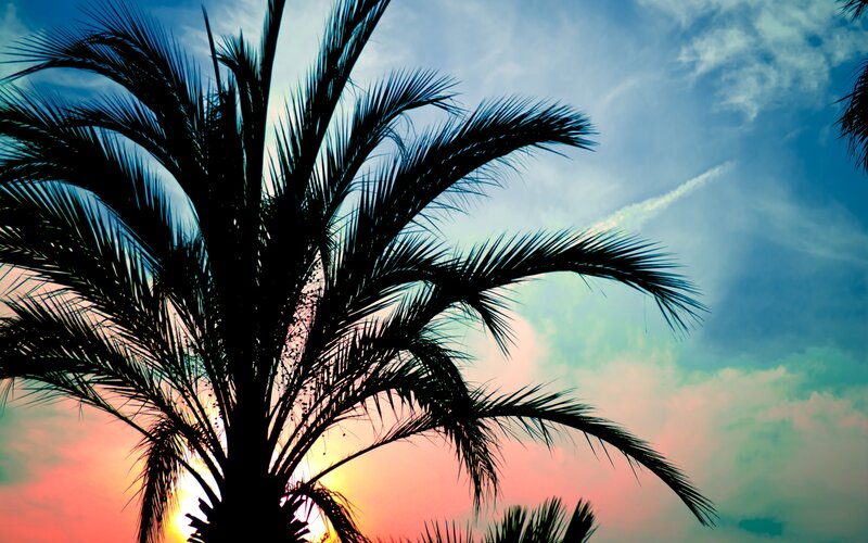 Silhouette of Palm Tree