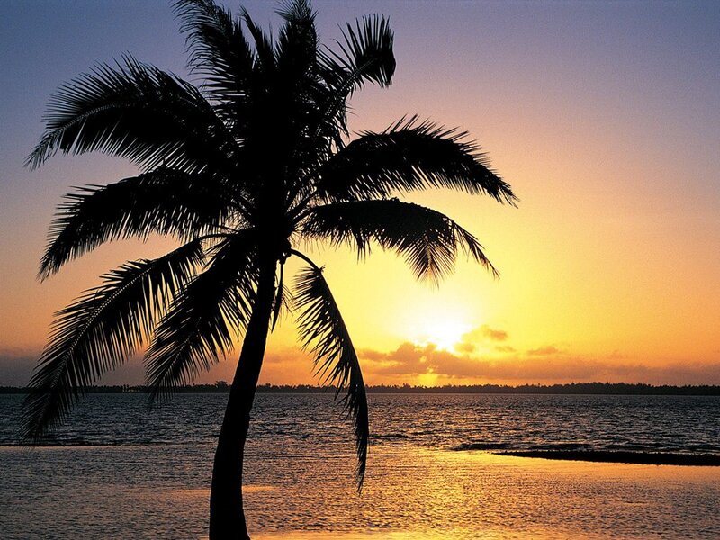 Silhouette of Palm Tree — Yellow, Serene