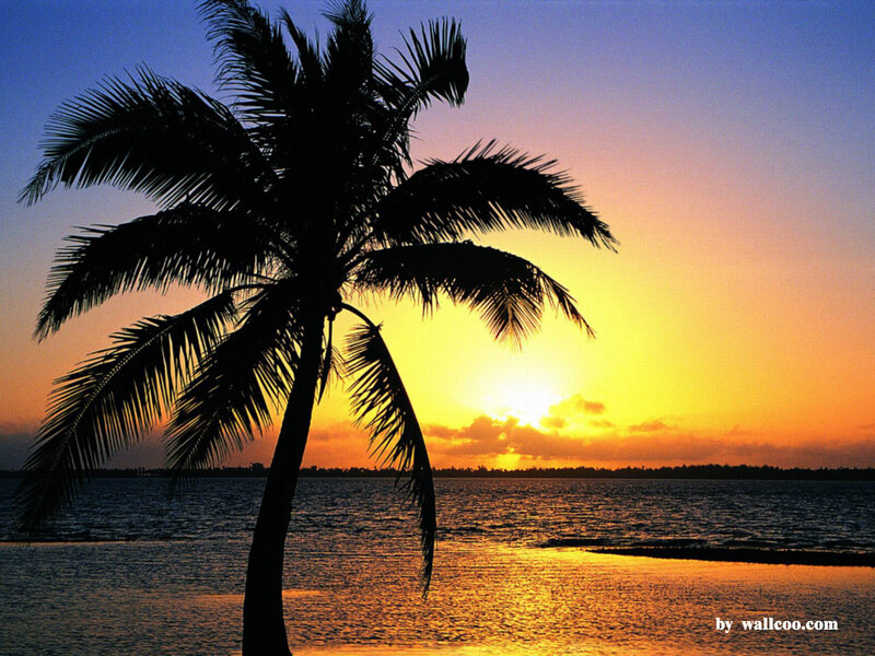 Silhouette of Palm Tree — Yellow