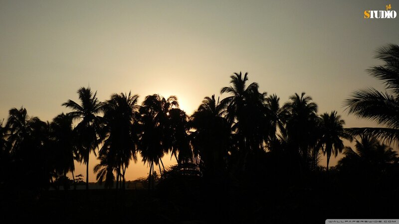 silhouette of palm trees at sunset