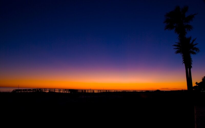 Silhouette of Palm Trees — Blue, Serene
