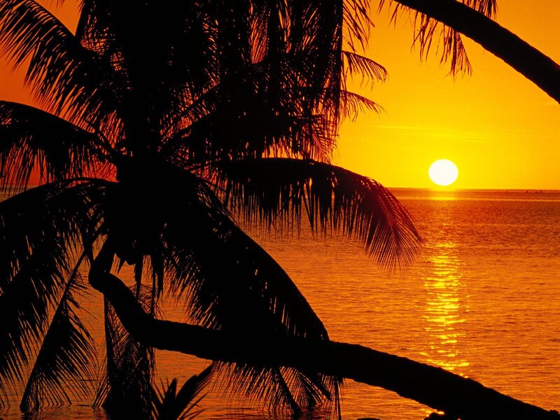 Silhouette of Palm Trees — Orange, Serene, Sunset