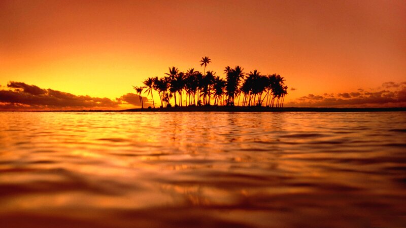 Silhouette of Palm Trees — Orange