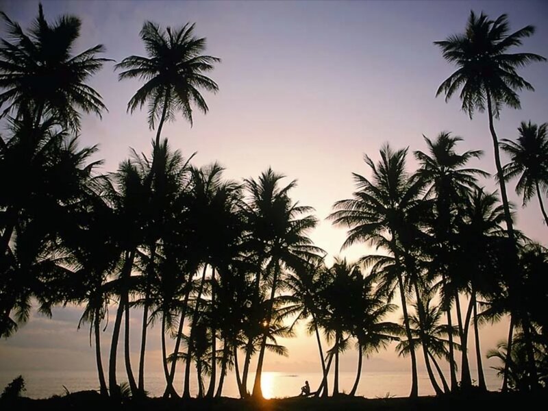 Silhouette of Palm Trees