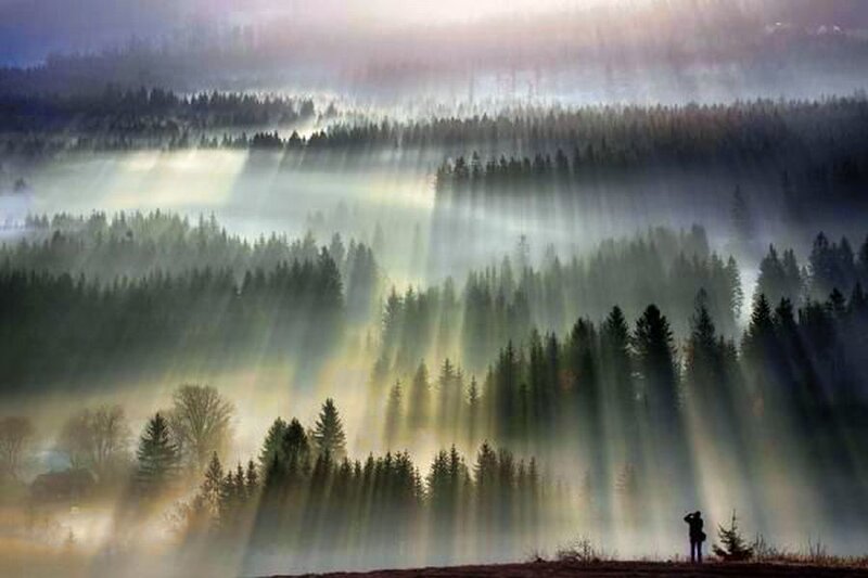 Silhouette of Person in Forest — Green, Serene