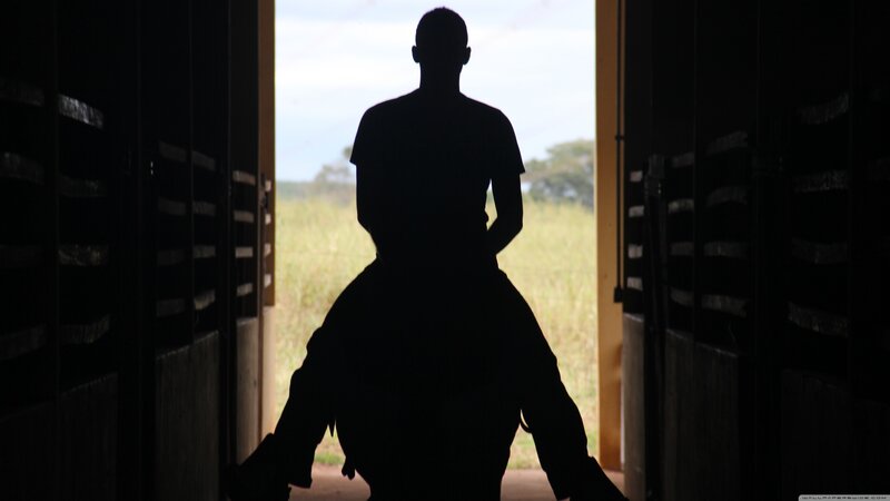 Silhouette of Person on Horse — Black