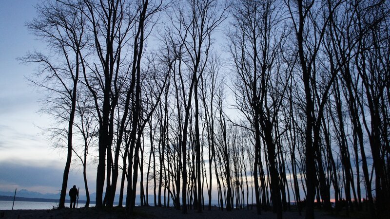 Silhouette of Person Walking — Blue, Serene, Sunset, Photograph, Trees