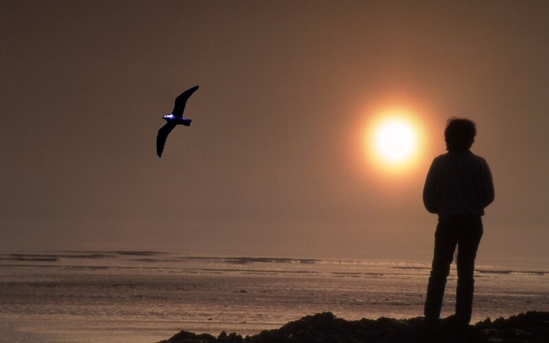Silhouette of person watching sunset