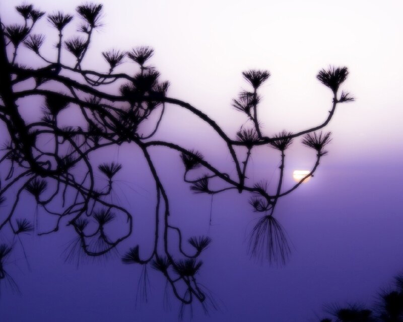 Silhouette of pine branches at dusk
