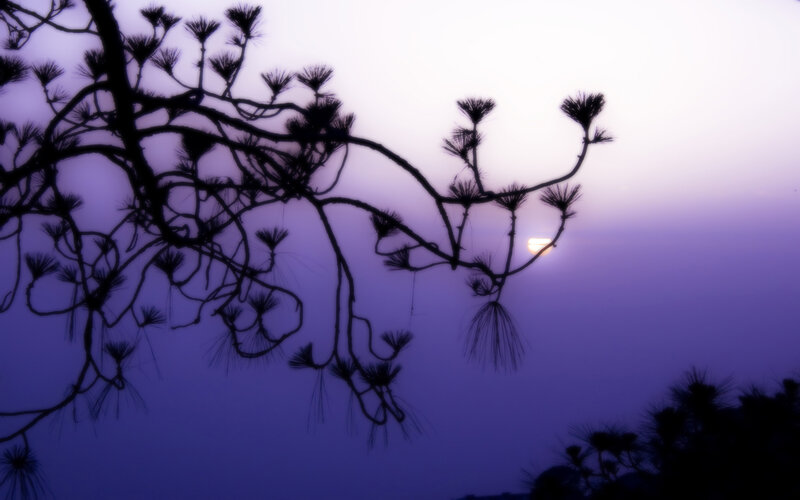 Silhouette of pine branches at dusk