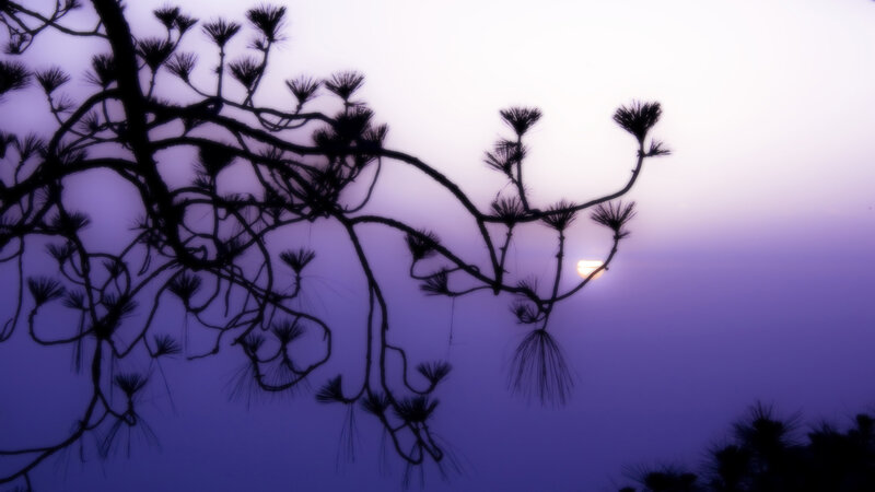 Silhouette of pine branches at sunset
