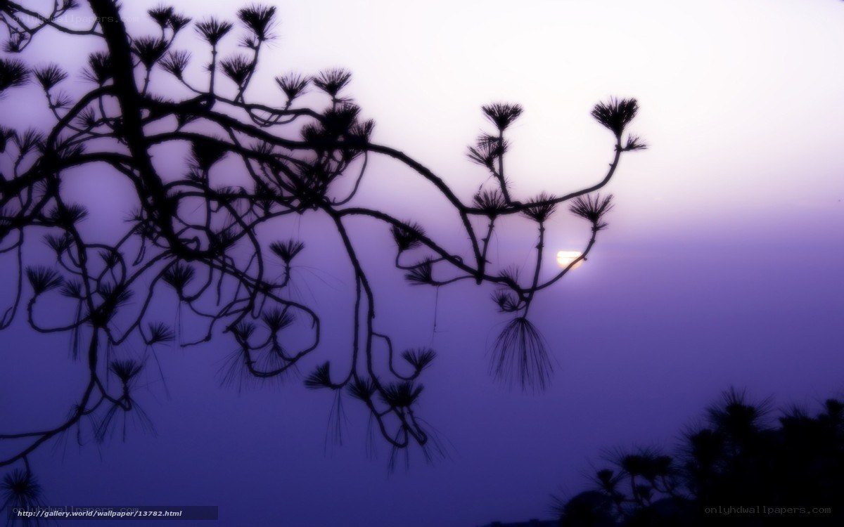 Silhouette of pine branches at sunset