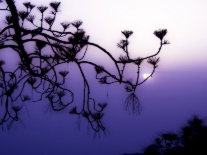 Silhouette of Pine Branches