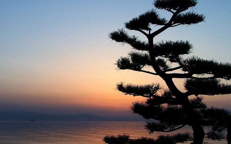 Silhouette of pine tree at sunset