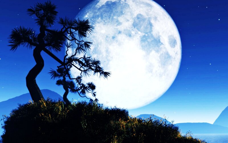 Silhouette of Pine Tree — Blue, Serene, Night