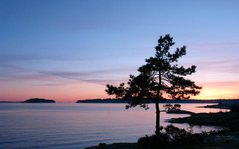 Silhouette of Pine Tree — Blue, Serene