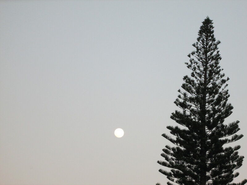 Silhouette of Pine Tree — Gray