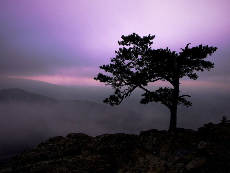 Silhouette of Pine Tree — Purple